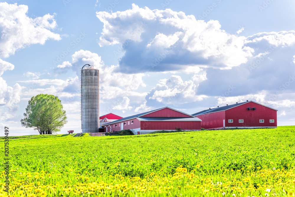Fototapeta premium Krajobrazowy widok farmy w Ile D'Orleans, Quebec, Kanada z czerwonym silosem do przechowywania zbiorów lub upraw, zielonym polem trawy, kwiatami mniszka lekarskiego i zachmurzonym niebem