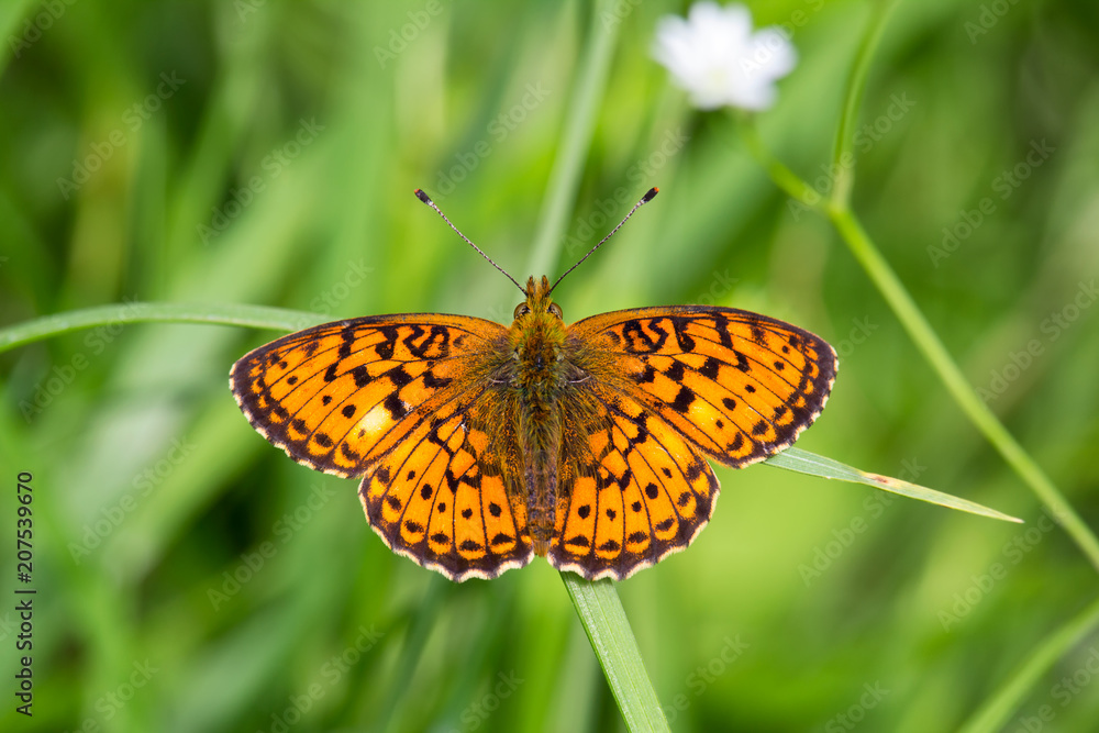 Amazing orange butterfly on grass with blured background Amazing orange butterfly on grass with blured background