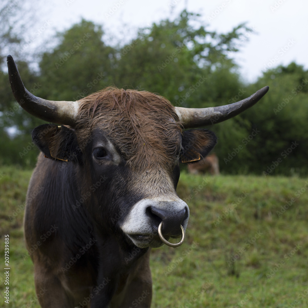 Portrait of a bull Portrait of a bull