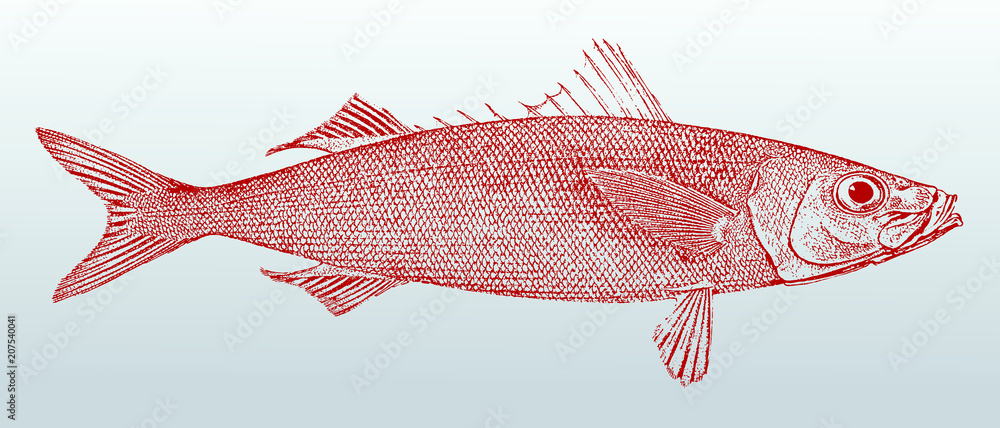 Redbait cape bonnetmouth emmelichthys nitidus, marine fish from Australia, after vintage lithography from 19th century