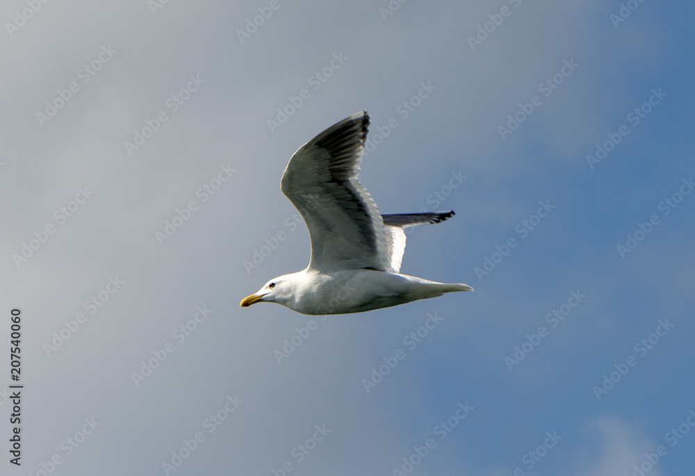 Seagull Seagull