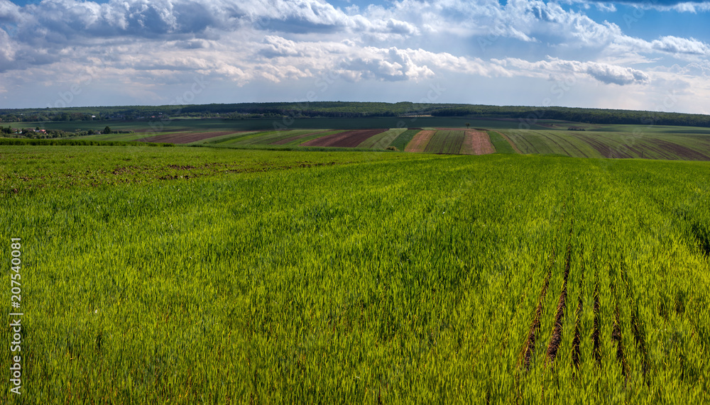 landscape with agricultural crops of wheat a nd cloiudly sky