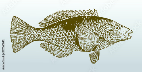 Spotty (notolabrus celidotus), a fish from australia in side view. Illustration after a historical lithography from the 19th century. Easy editable in layers photo