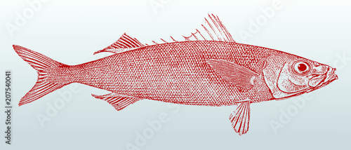 Redbait cape bonnetmouth emmelichthys nitidus, marine fish from Australia, after vintage lithography from 19th century