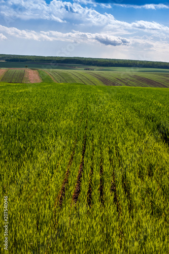Green field of wheat rows and cloudly sky panoramic view