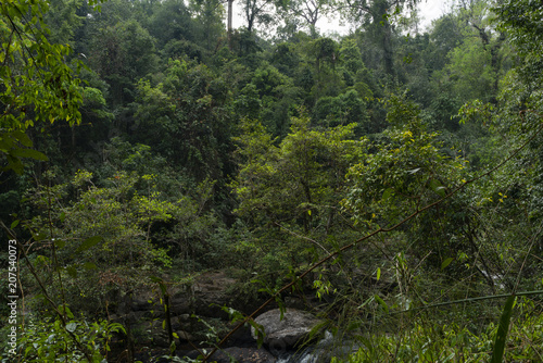 Forest after raining