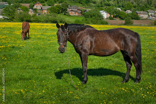 Horse on a spring yellow flowers field