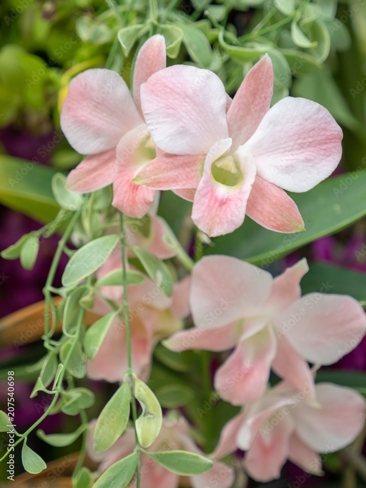 Fototapeta premium beautiful orchid flower, bouquet of orchid flower