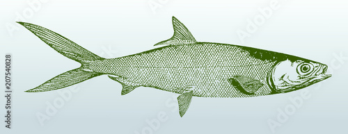 Milkfish chanos from Australia in side view. Illustration after vintage lithography from 19th century