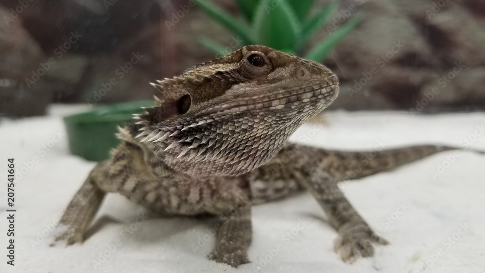 Obraz premium Breaded dragon close up for head