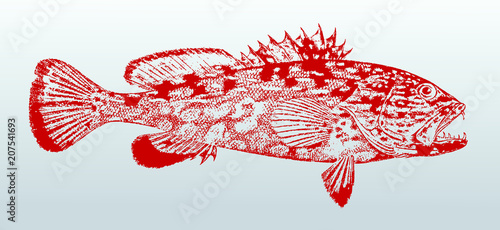 Harlequin fish or harlequin cod (othos dentex) from australia in side view. Illustration after a historical lithography from the 19th century. Easy editable in layers