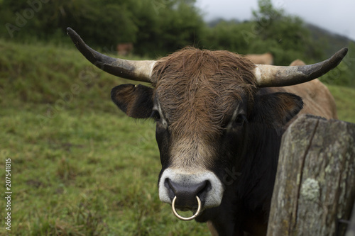 Portrait of a bull