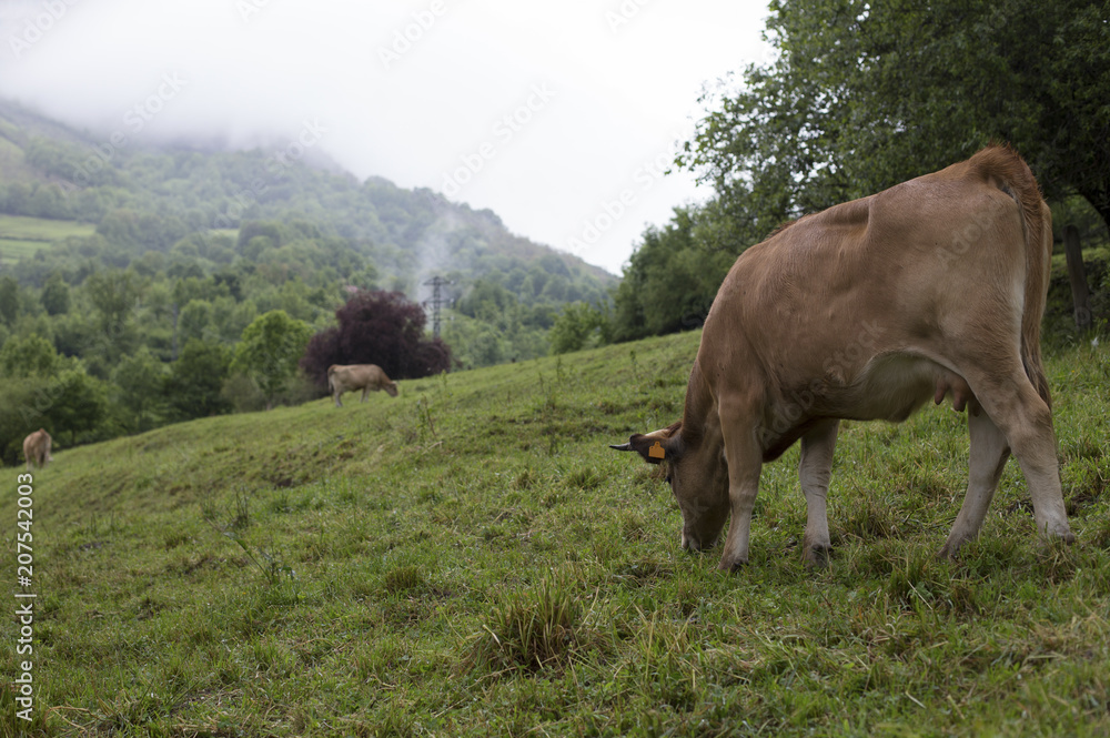 Cows in a village Cows in a village
