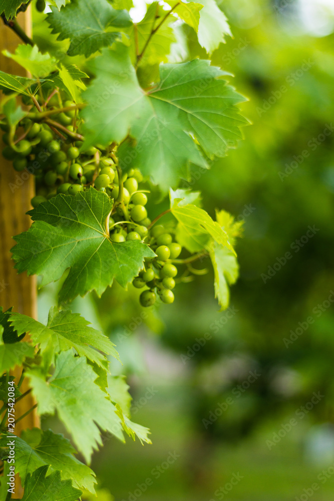 Fototapeta premium Blüte