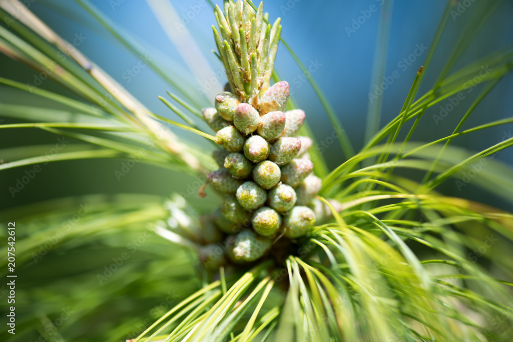 Fototapeta premium Еhe Himalayan pine blossom.