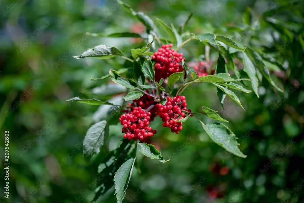 A branch of a viburnum with red berries. A branch of a viburnum with red berries.