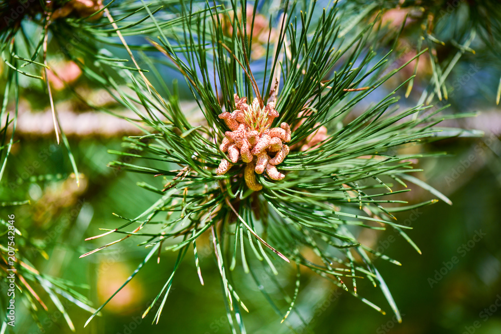 Fototapeta premium Emerging pine cone closeup