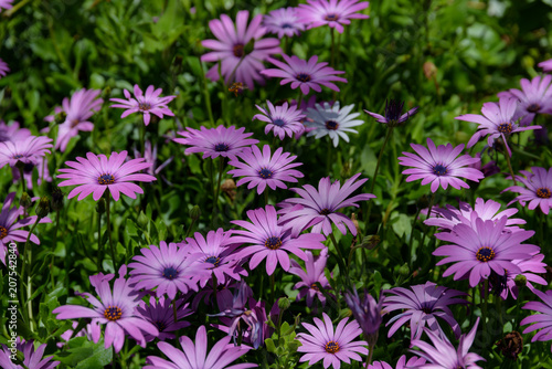 Purple osteospermum flowers  Madeira Island.