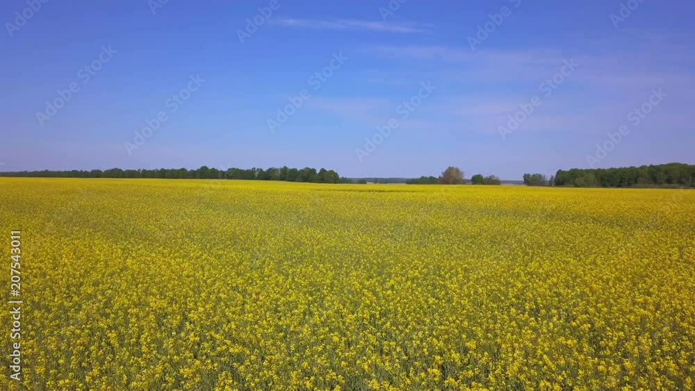 4k.Aerial. Over yellow field. Summer bright landscape. Fly direct 4k.Aerial. Over yellow field. Summer bright landscape. Fly direct
