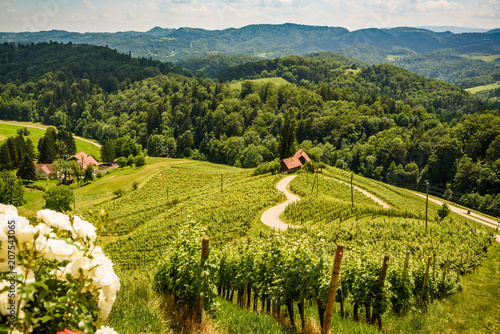Famous Heart shaped wine road in Austria / Slovenia travel destination photo