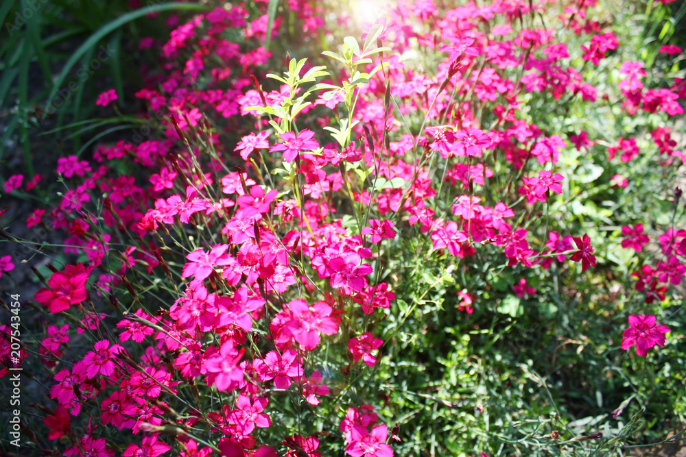 Pink flowers in the spring garden