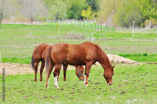 Two Grazing Horses