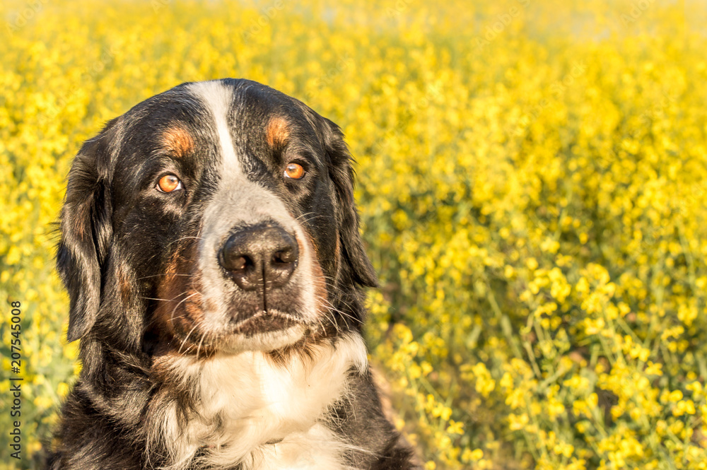 portrait of Bernese shepherd dog close-up