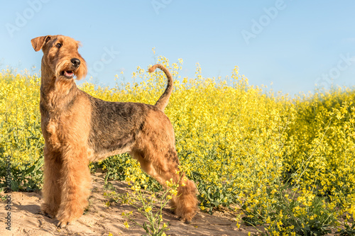 фотографія dog breed airedale terrier on a background of yellow flowers and blue sky