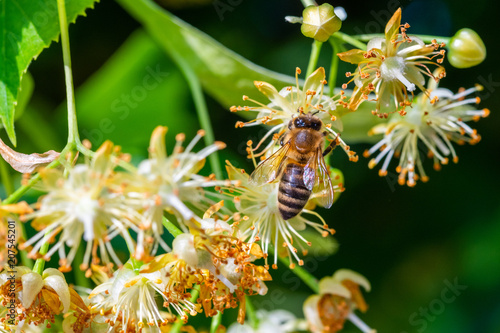Honey bee in Linden Flowers, Apis Carnica