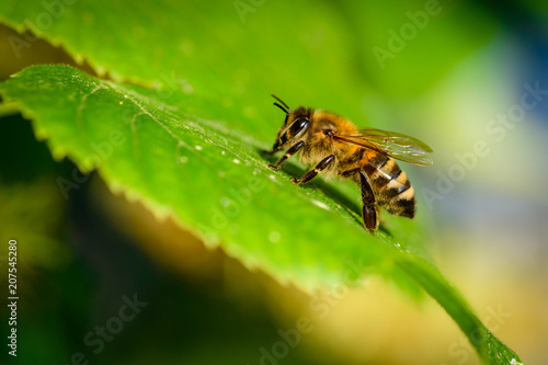 Bumblebee in Linden Flowers © asafaric