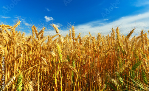 Ripe wheat in summer.