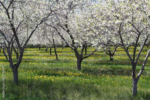 Yellow dandilion flowers on ground with white cherry blossoms on trees during spring day at  Old Mission area of Upper Michigan