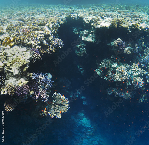 Colorful corals on the reef in the underwater world of the red sea.