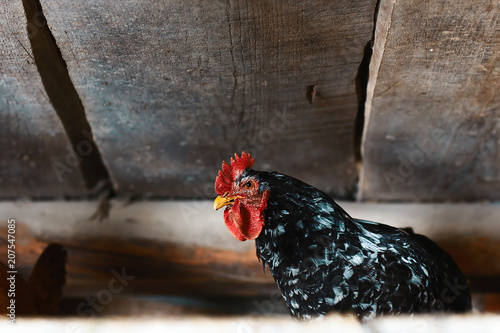 Big black rooster portrait with red crest on head, domestic bird in chicken poultry, chicken farm, natural meat source. selective focus photo