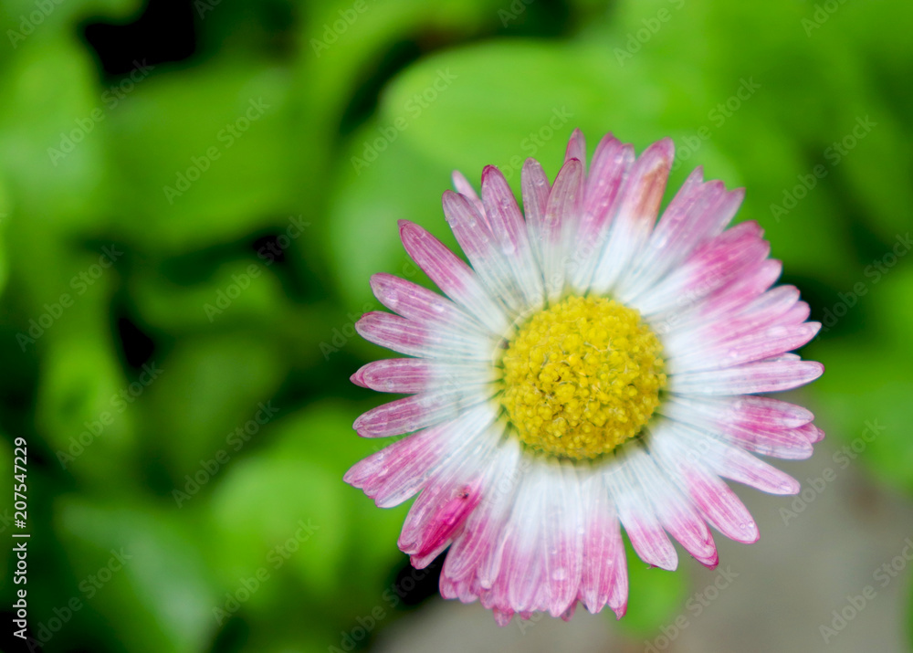 Cute pink daisy Cute pink daisy