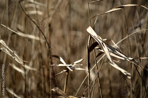 wild grasses blowing in the wind