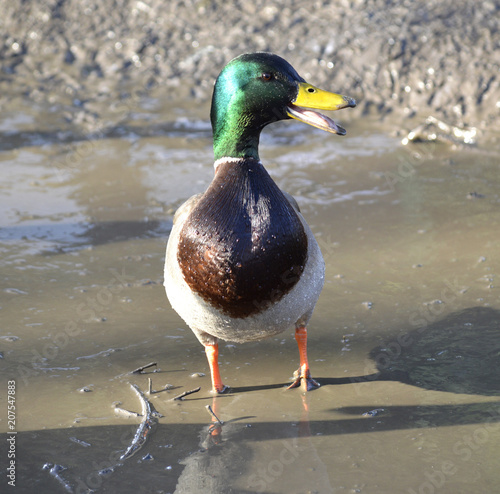 Duck in the mud