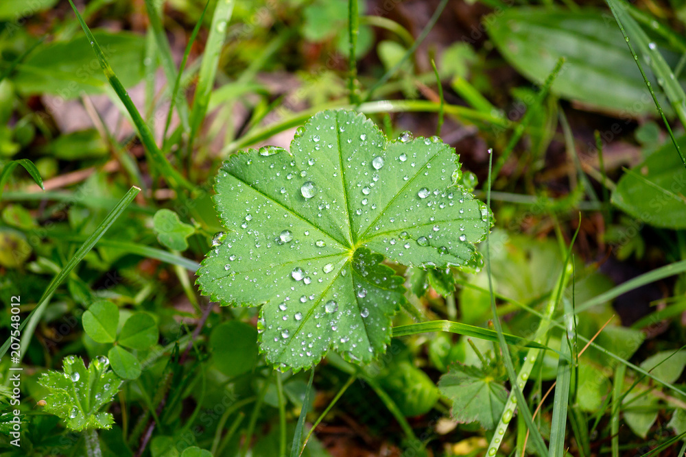 Dew on the leaves and grass after the rain. Nature Dew on the leaves and grass after the rain. Nature