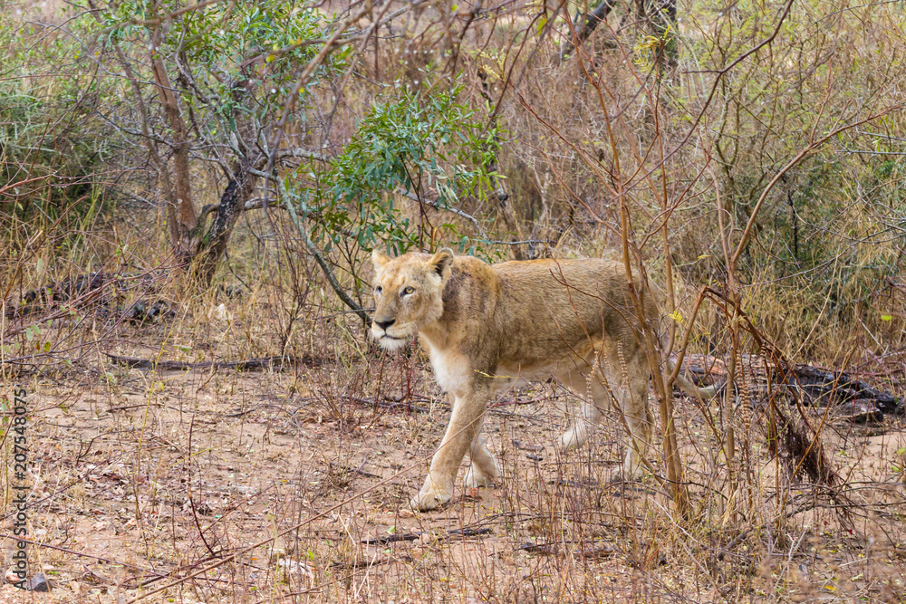 Lion from Kruger National Park, South Africa Lion from Kruger National Park, South Africa