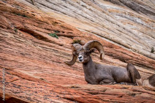 RESTING BIG HORN SHEEP ZION NATIONAL PARK UTAH