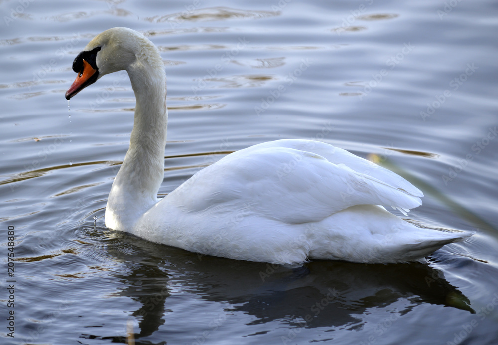 Swan swimming in a lake, ripples and light reflecting Swan swimming in a lake, ripples and light reflecting