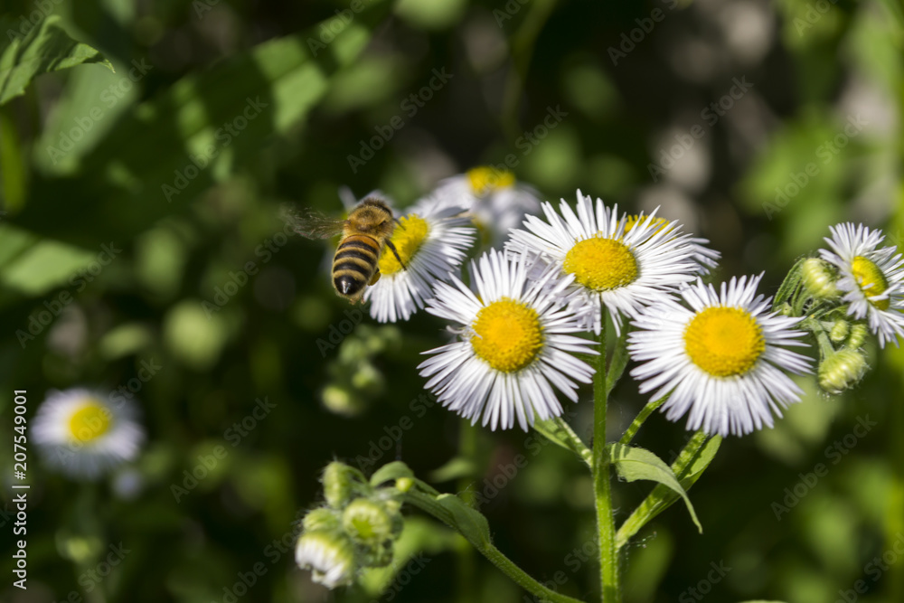 Chamomiles flower macro shot. A wasp on chamomile flower. Chamomiles flower macro shot. A wasp on chamomile flower.