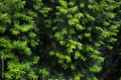Green spruce background.