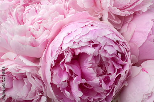 Beautiful peonies. Bouquet of pink peony background.