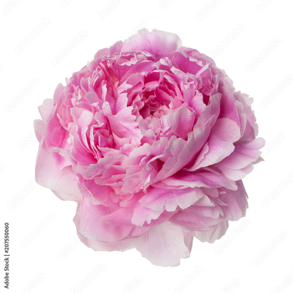 Pink peony flower isolated on white Pink peony flower isolated on white