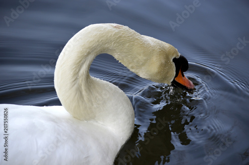 close up of a swan dipping its beak in the water