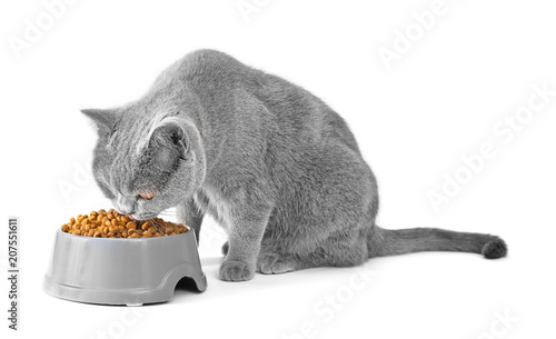 Canvas Print A cat on a white background eats food from a bowl
