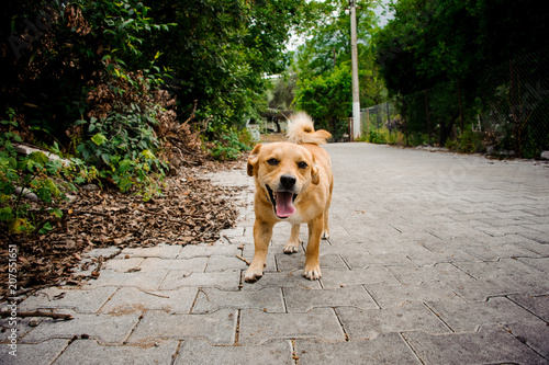 Domestic ginger color dog on the asphalt footpath