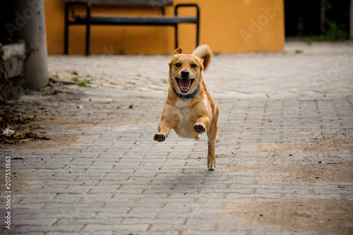 Domestic ginger color dog running on the asphalt walkpath