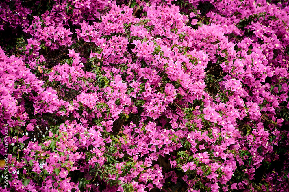 Amazingly beautiful bush of bright colorful violet flowers